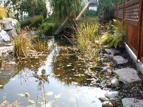 naturnaher Gartenteich, natürliche Teichanlage, Wassergarten